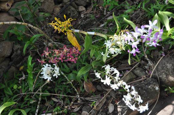 Lindas orquídeas no Jardim Botânico de Nevis - Caribe